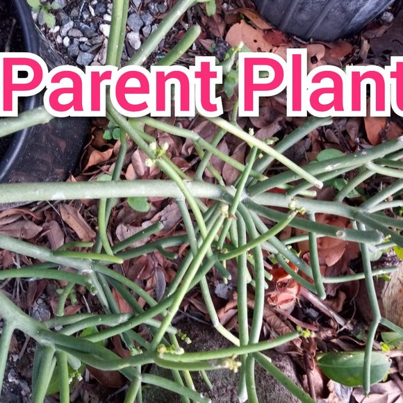 1 Rooted Pencil Cactus Starter - Picture 5 of 5